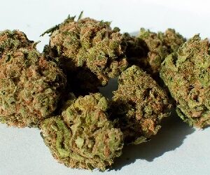 Maui Wowie Cannabis Strain