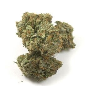 Poison Haze Marijuana Strain